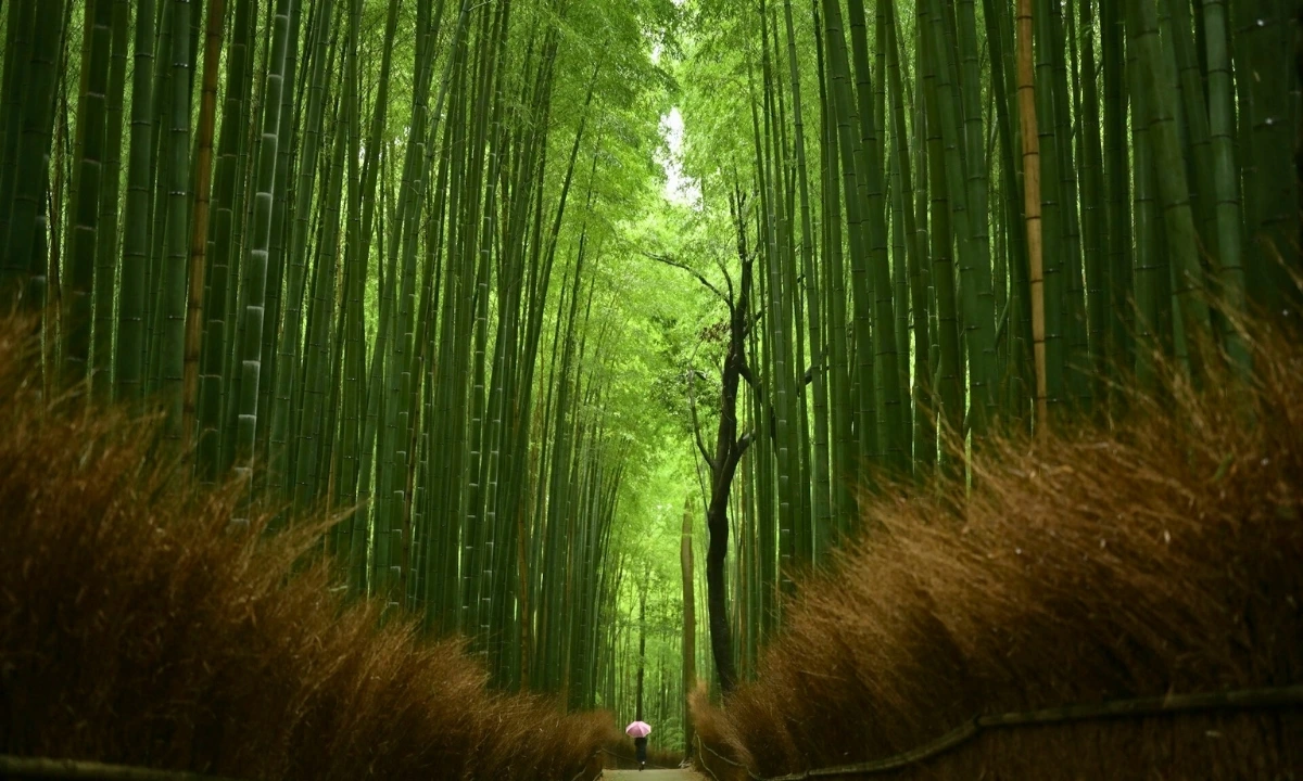 Whispers of Bamboo: A Daydream Through Arashiyama